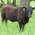 Barboursville Cow