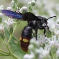 Blue-winged Digger Wasp
