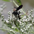 Double-banded Scoliid Wasp