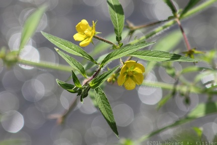 Anglestem Primrose-willow