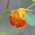 Spotted Jewelweed
