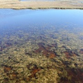 Bodie Island Wetlands