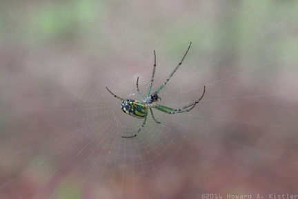 Mabel Orchard Spider