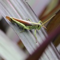 Grasshopper in Elizabethan Gardens