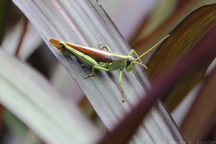 Grasshopper in Elizabethan Gardens