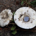 Mushrooms at Currituck
