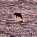 Dolphin Breaching