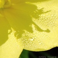 Dew on Sundrops