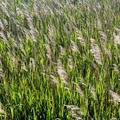 Sea of Grass