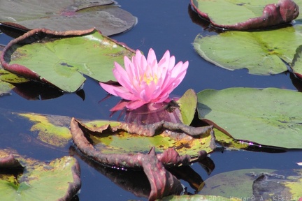 Fragrant Waterlily