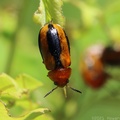 Clay-colored Leaf Beetle