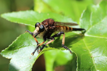Red-footed Cannibalfly