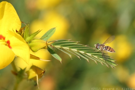 Flower Hover Fly