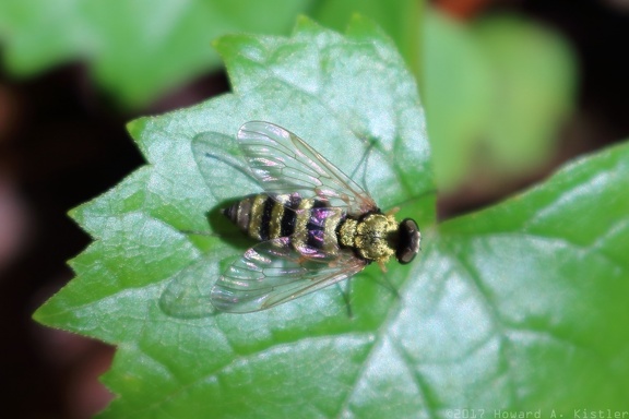 Ornate Snipe Fly