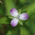 Marsh Dewflower