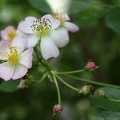 Multiflora Rose