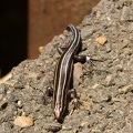 Common Five-lined Skink