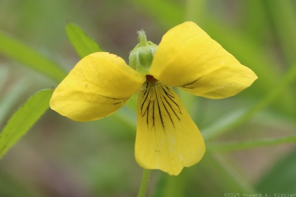 Downy Yellow Violet