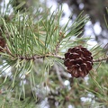 Virginia Pine