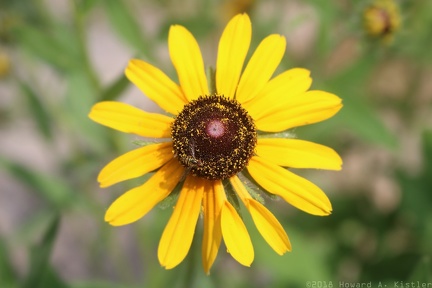Black-eyed Susan & Flower Hover Fly