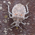 Four-humped Stink Bug