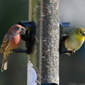 Purple Finch and American Goldfinch