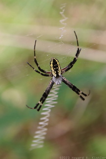 Black-and-Yellow Argiope
