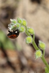 Seven-spotted Ladybird & Scorpion Grass