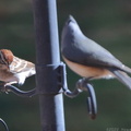 Chipping Sparrow & Tufted Titmouse