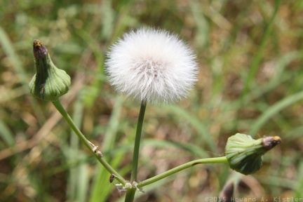 Annual Sow Thistle