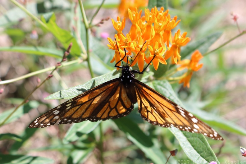 Butterfly Weed & Monarch