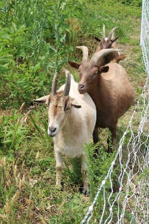 Anti-invasives Goats