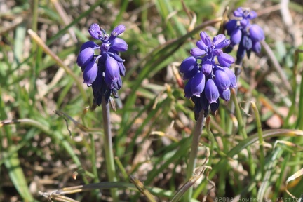 Starch Grape Hyacinth