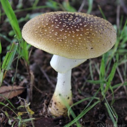 Byrd Park Mushrooms