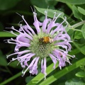 Wild Bergamot & Delta Flower Scarab