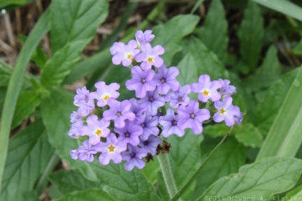 Clasping Heliotrope