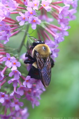 Bumblebee on Buddleia
