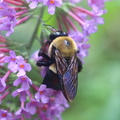 Bumblebee on Buddleia
