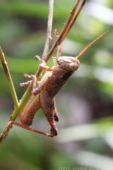 Scudder's Short-wing Grasshopper