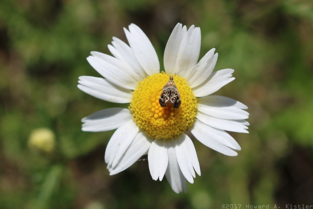 Everlasting Tebenna Moth on Ox-eye Daisy