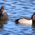 Gadwall & Ring-necked Duck