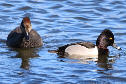 Gadwall & Ring-necked Duck
