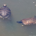 Red-eared Slider & Eastern Mud Turtle