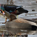 Wood Duck and Gadwall
