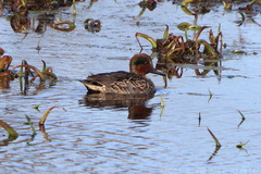 Green-winged Teal