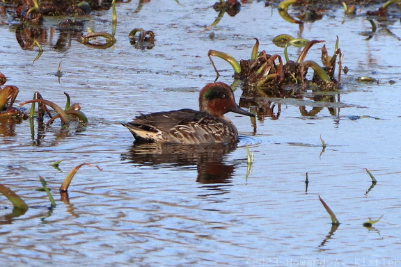 Green-winged Teal