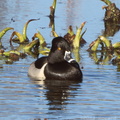Ring-necked Duck