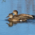 Gadwall