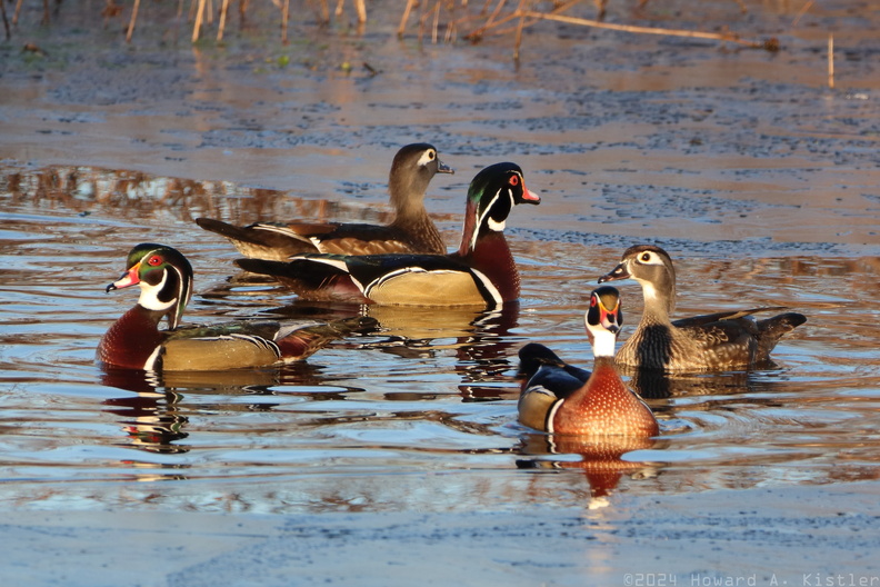 Wood Duck