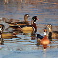 Wood Duck